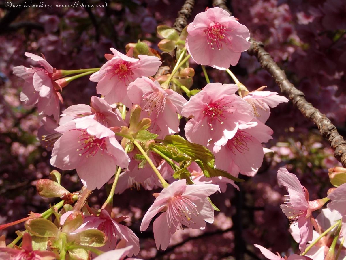 公園の河津桜 - 27