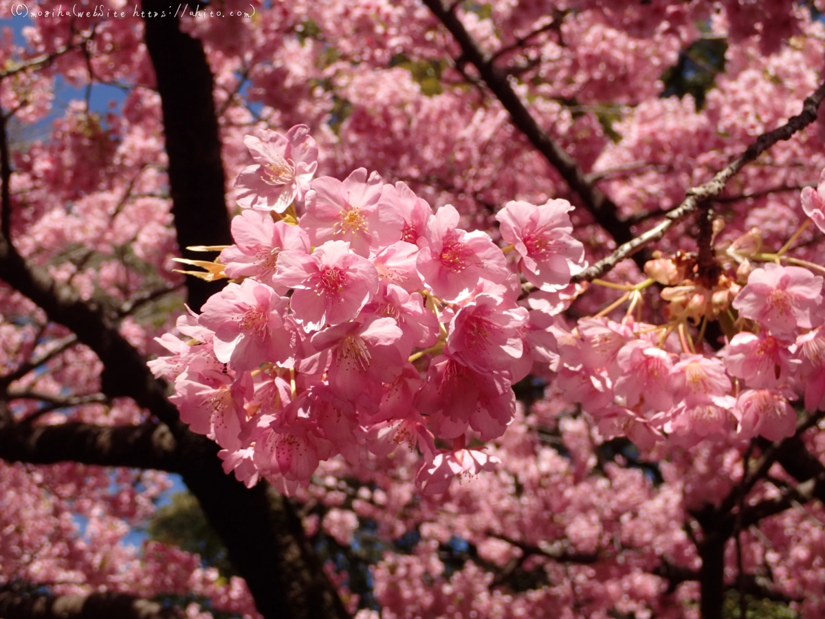 公園の河津桜 - 31