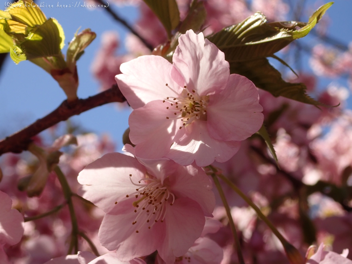 公園の河津桜 - 44