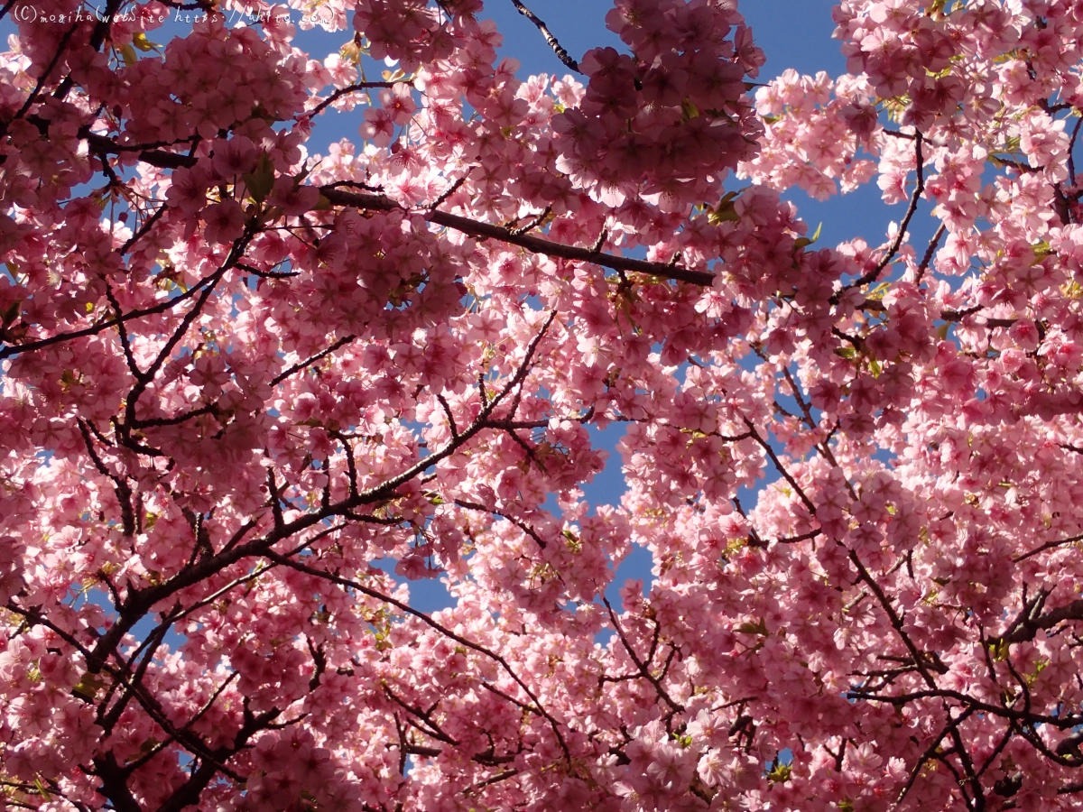 公園の河津桜 - 48