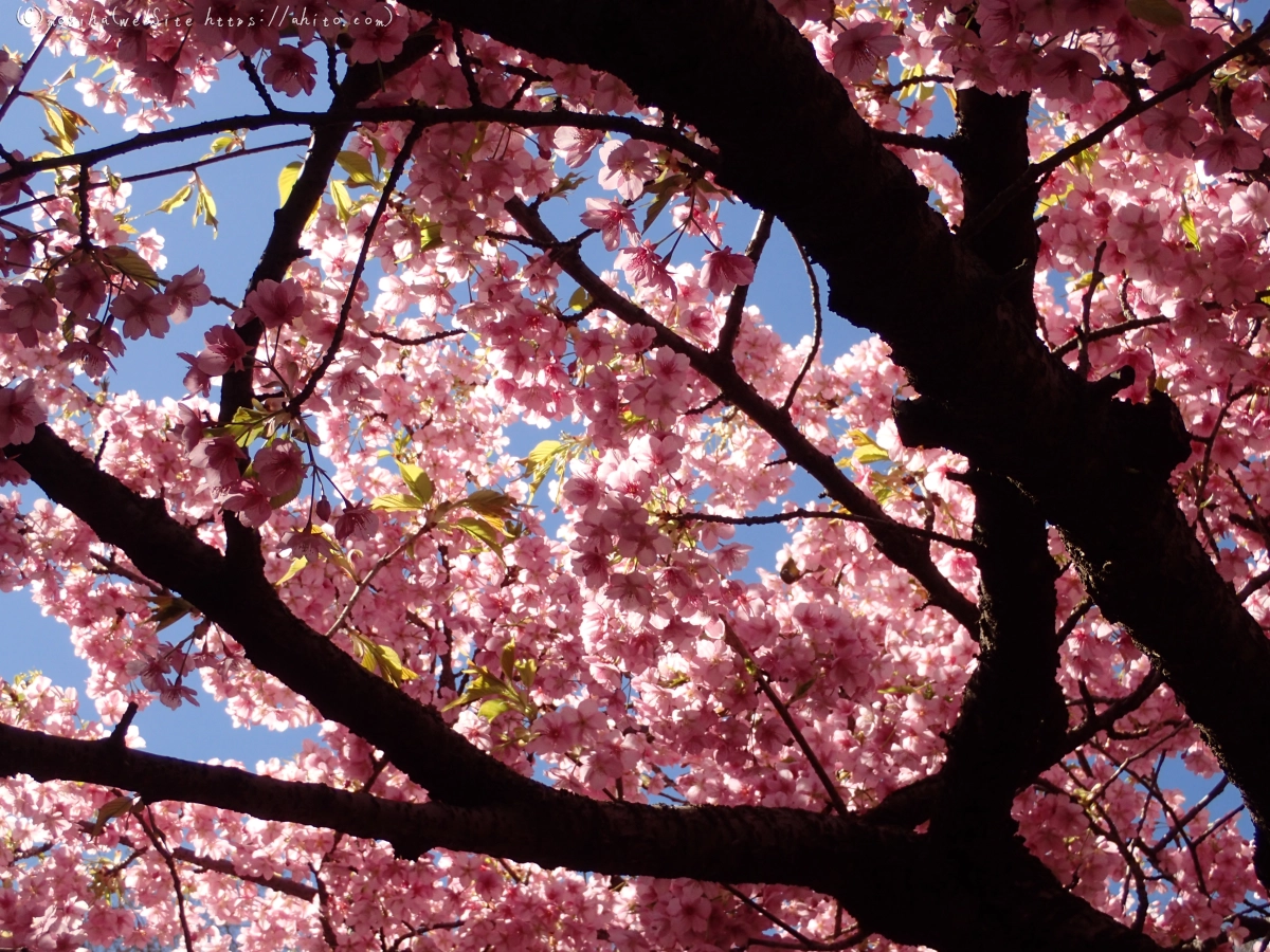 公園の河津桜 - 49