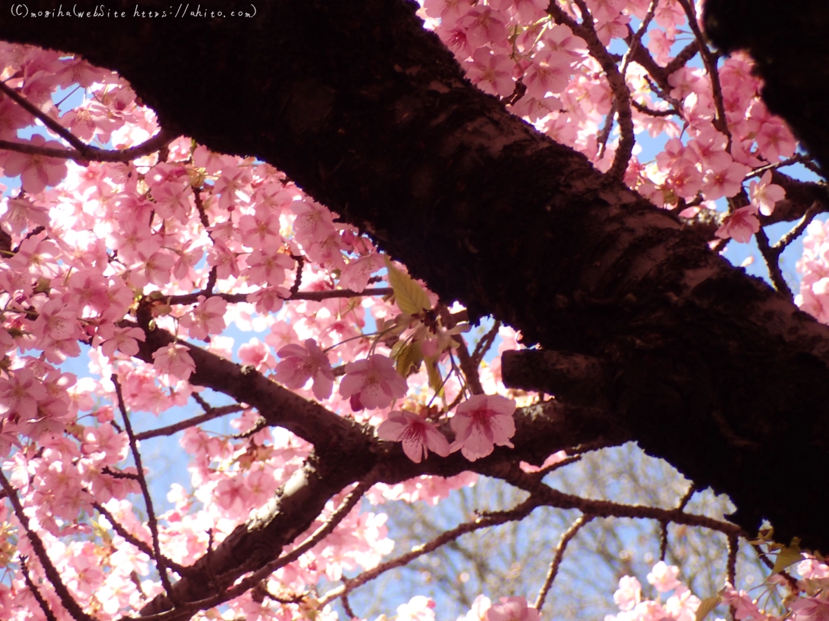 公園の河津桜 - 52