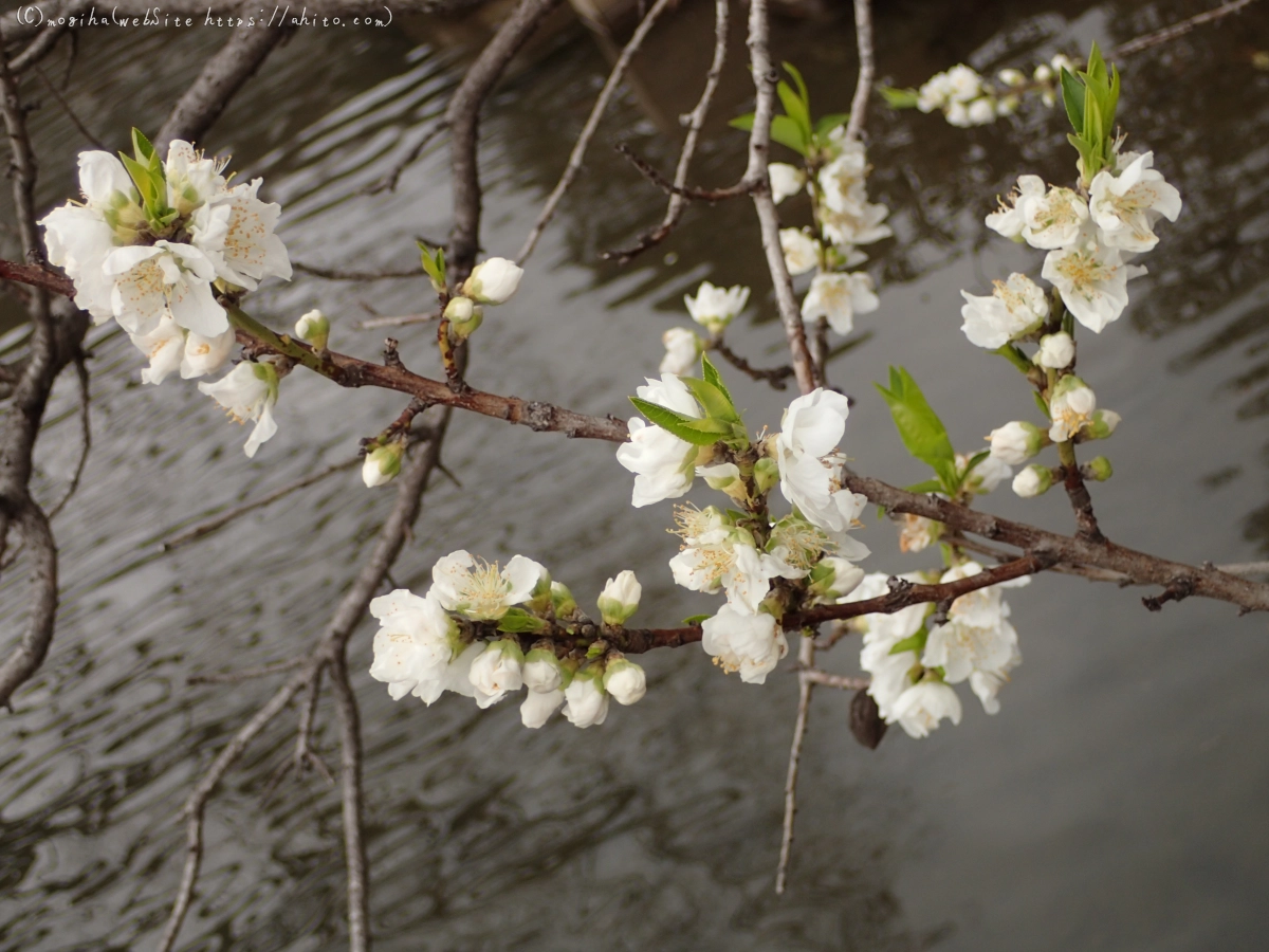 曇りの日のハナモモ - 02