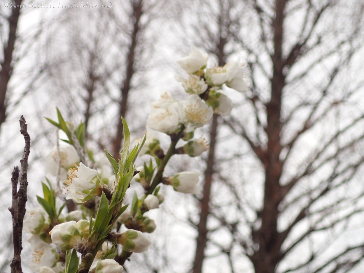曇りの日のハナモモ - 06