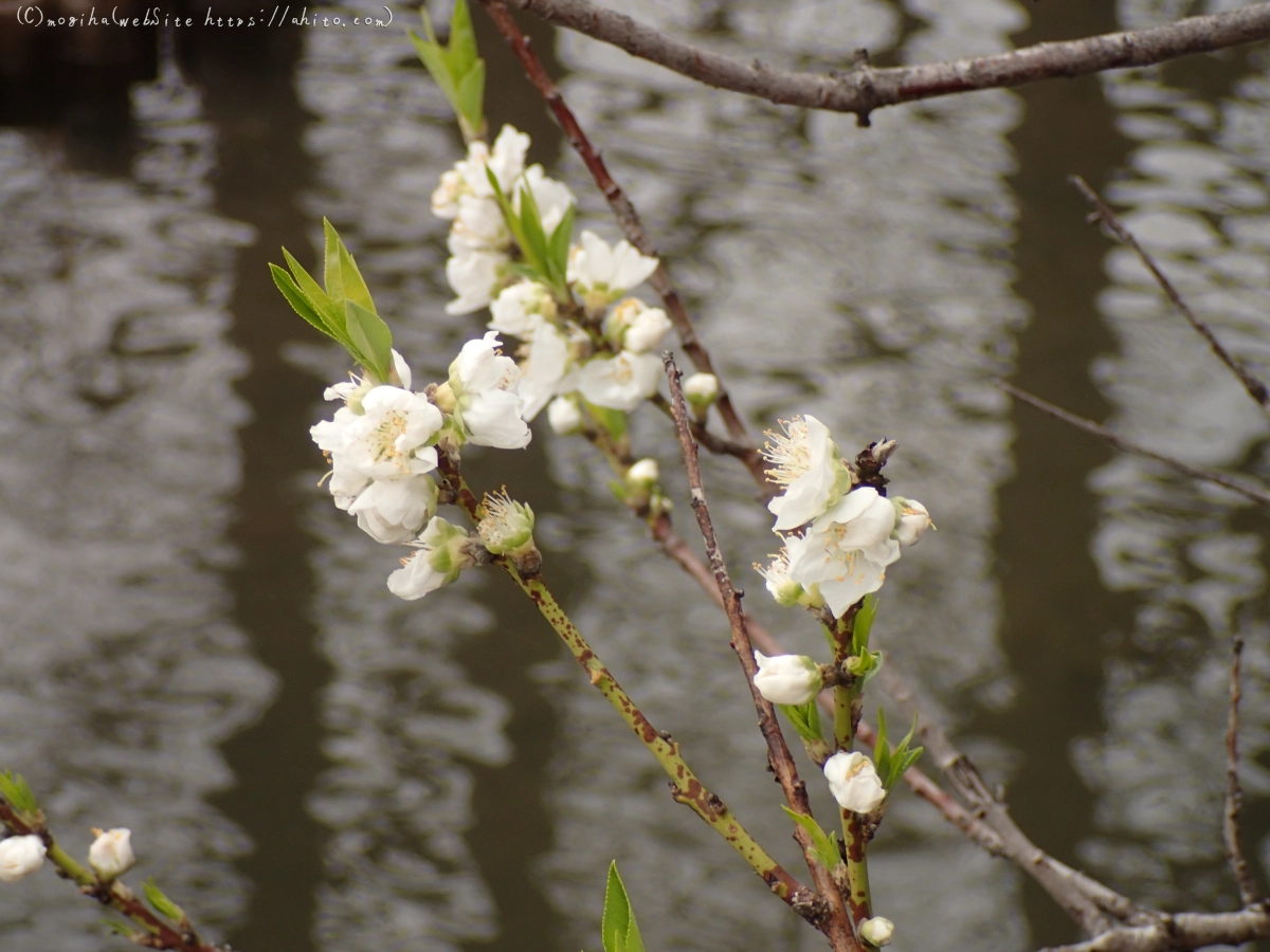 曇りの日のハナモモ - 10