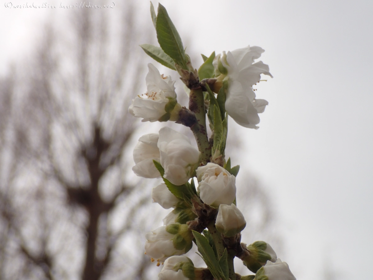 曇りの日のハナモモ - 13