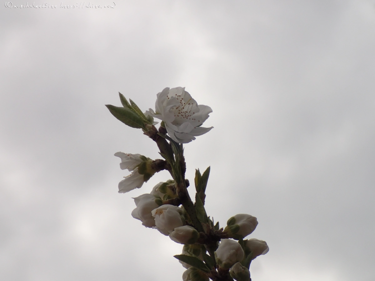 曇りの日のハナモモ - 14