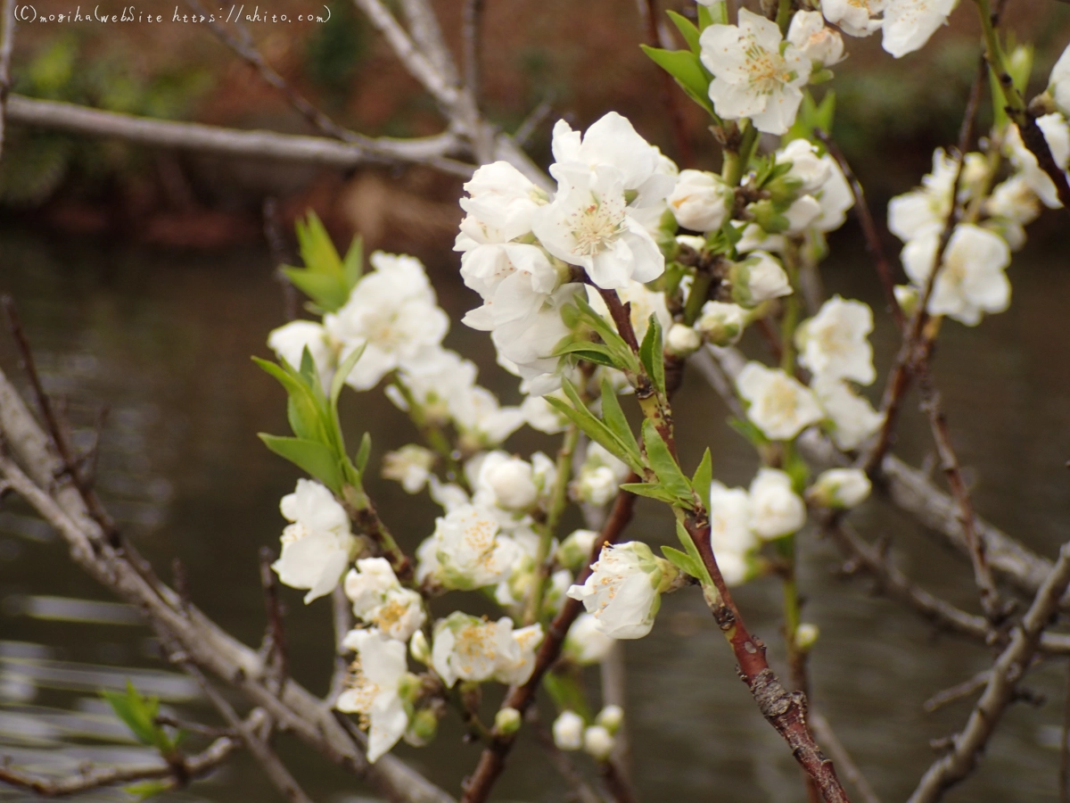 曇りの日のハナモモ - 21