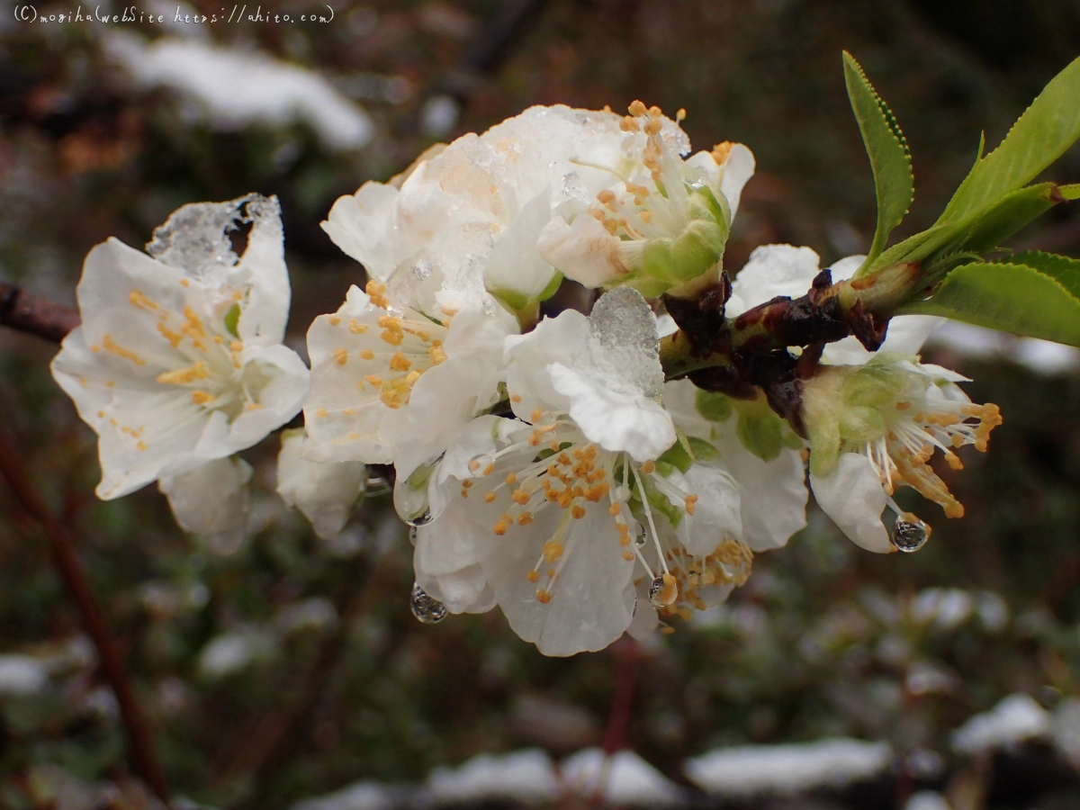 雪の日のハナモモ - 03