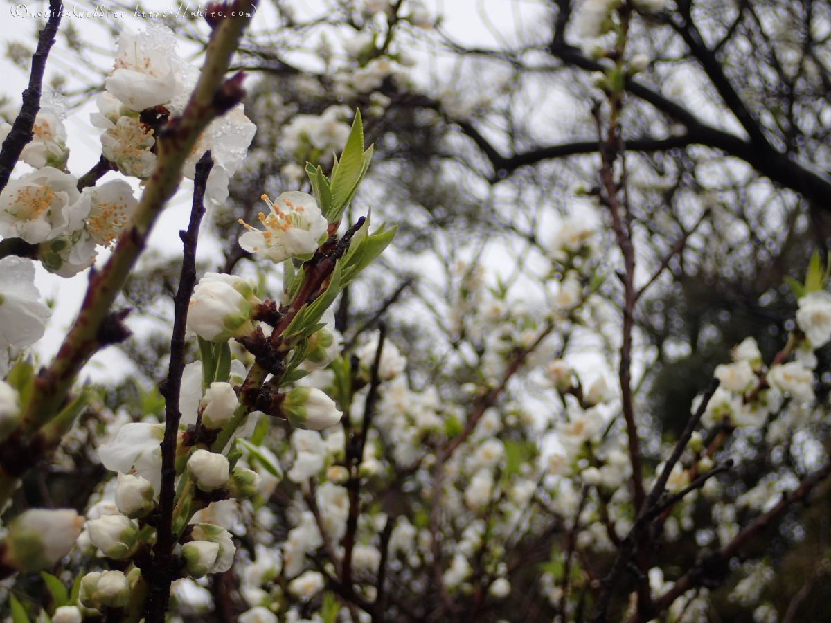 雪の日のハナモモ - 09