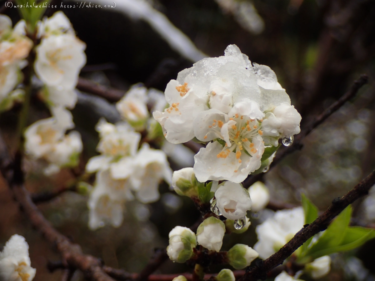 雪の日のハナモモ - 13