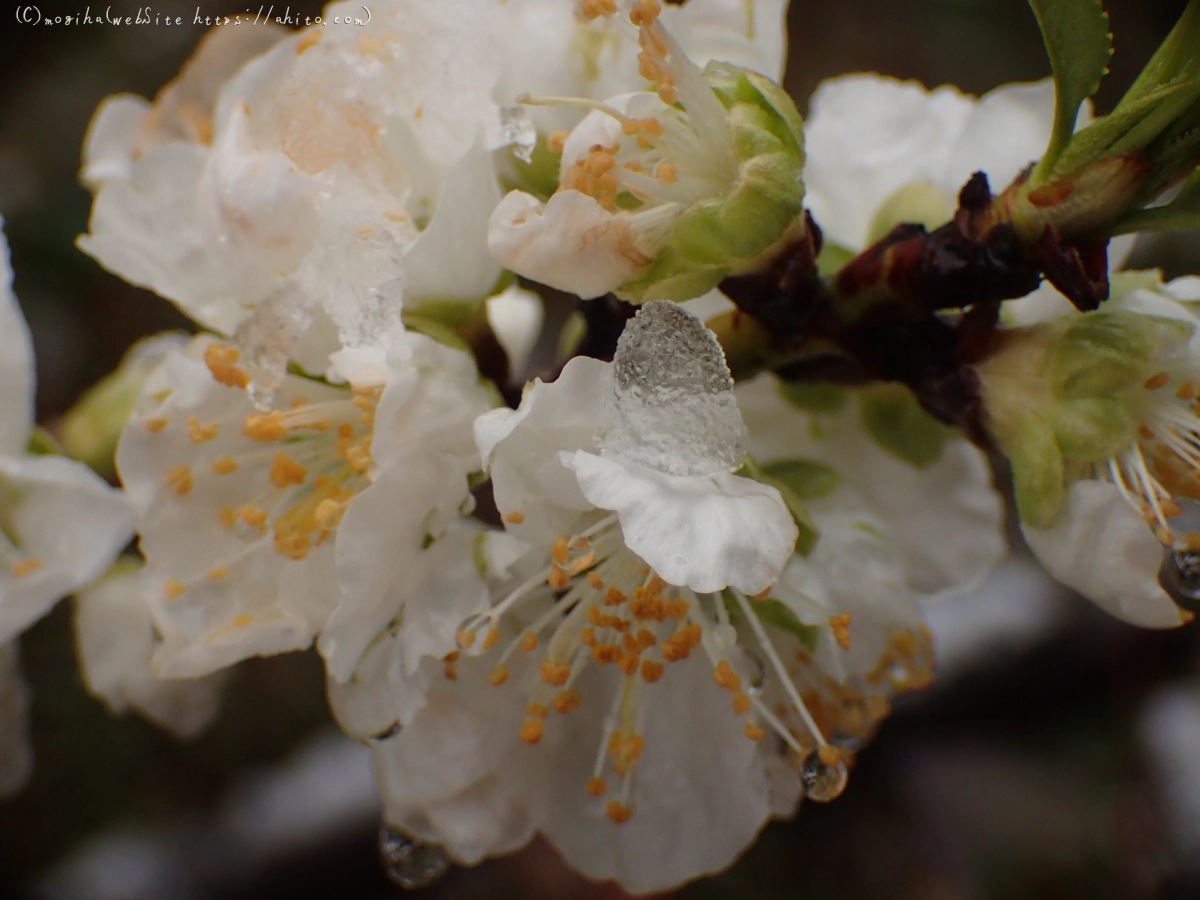 雪の日のハナモモ - 18