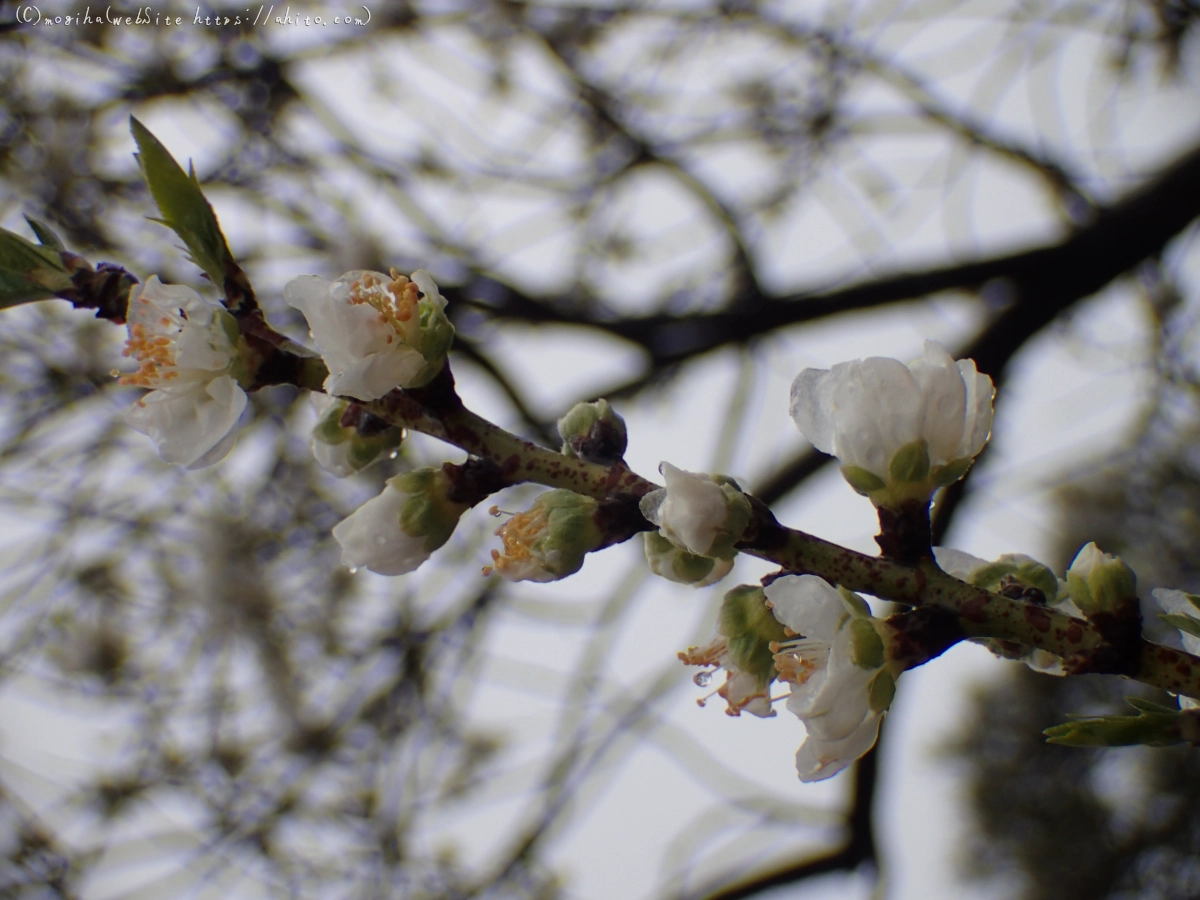 雪の日のハナモモ - 21