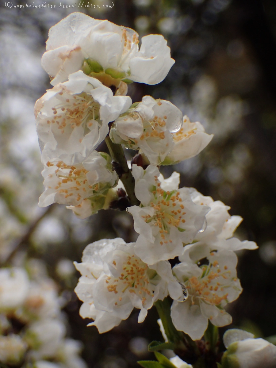 雪の日のハナモモ - 24