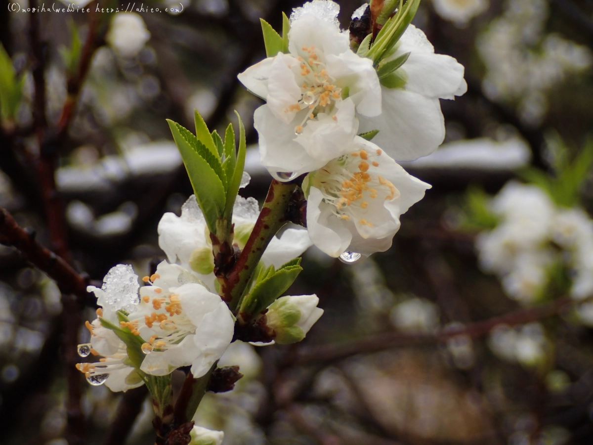雪の日のハナモモ - 35