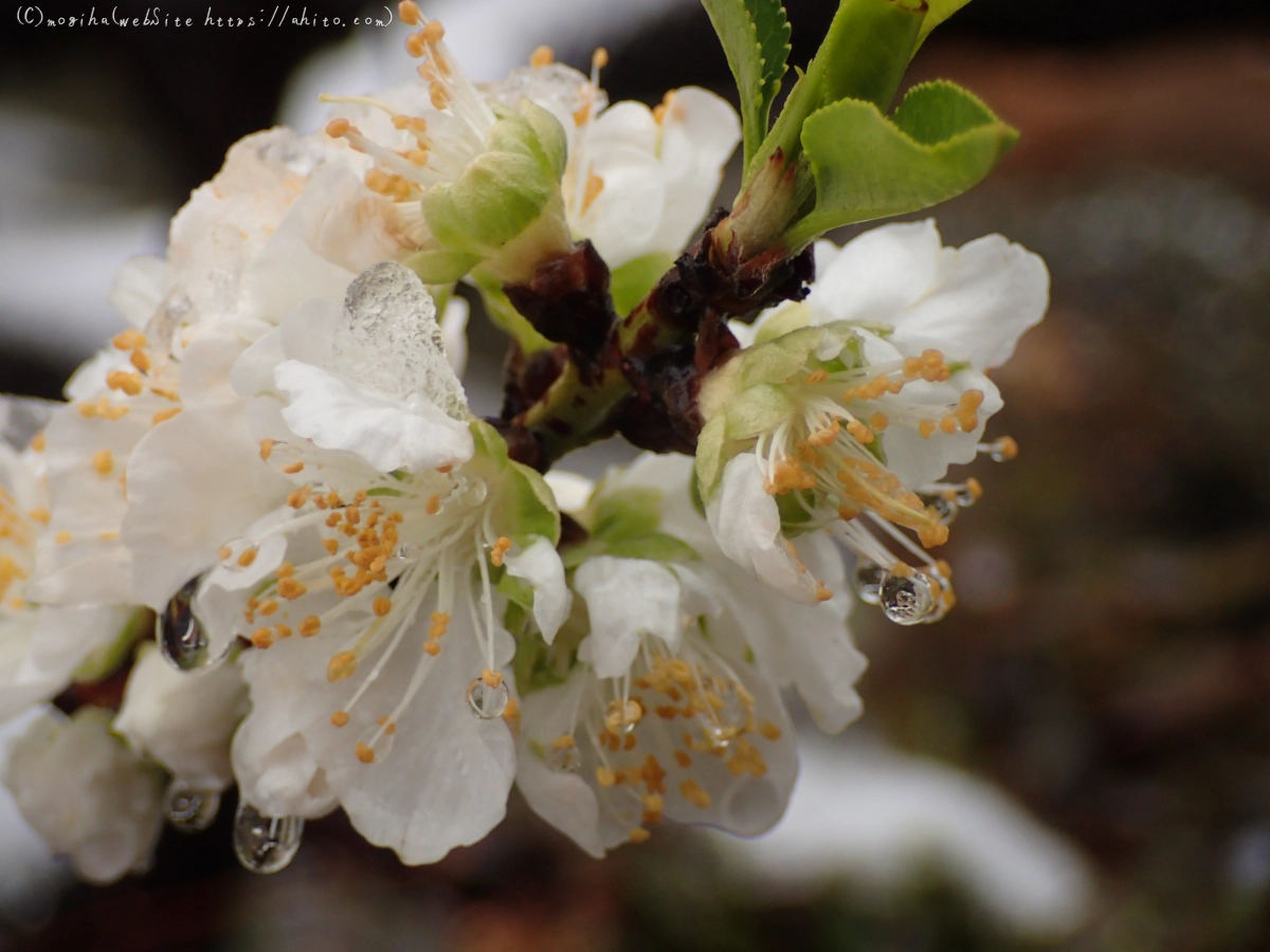 雪の日のハナモモ - 43