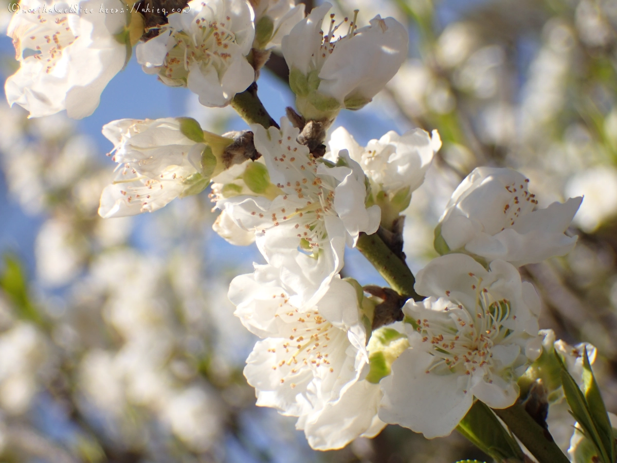 晴れの日のハナモモ - 04