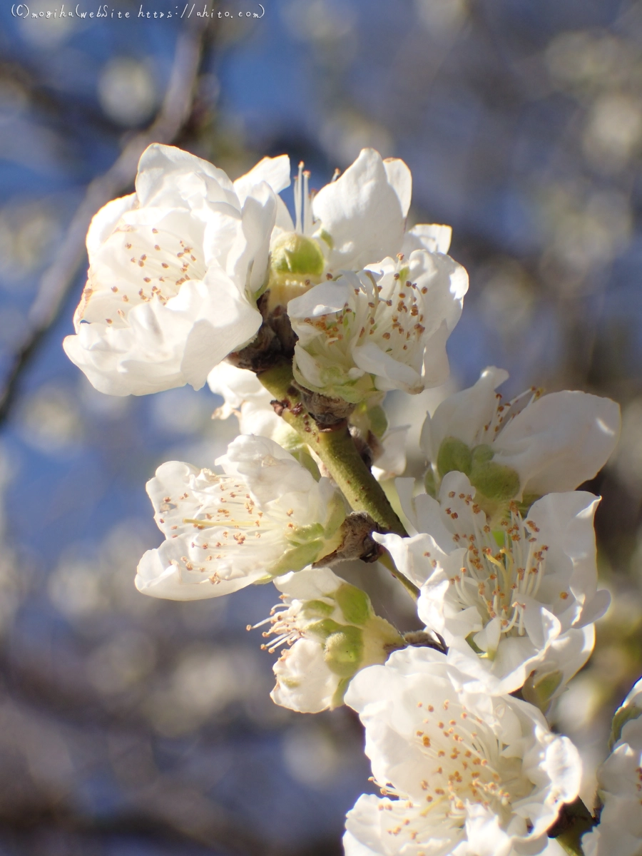 晴れの日のハナモモ - 14