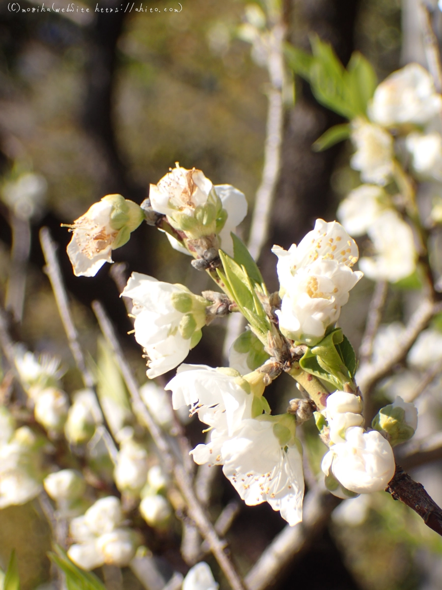 晴れの日のハナモモ - 16