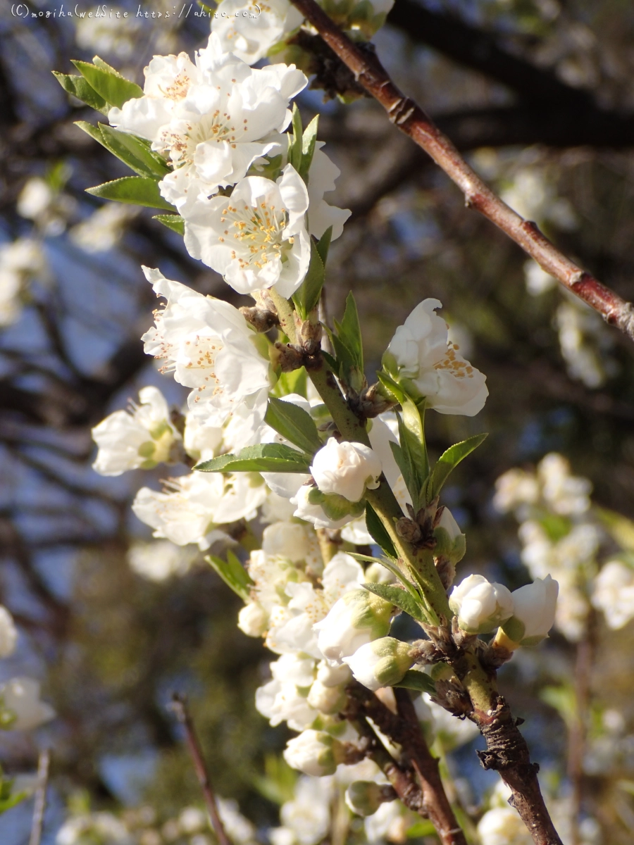晴れの日のハナモモ - 21