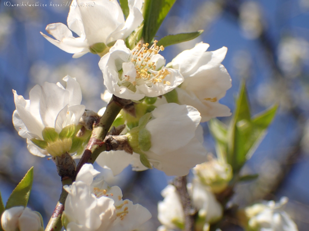 晴れの日のハナモモ - 27