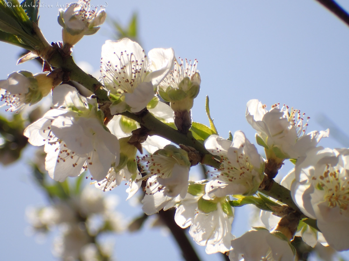 晴れの日のハナモモ - 31