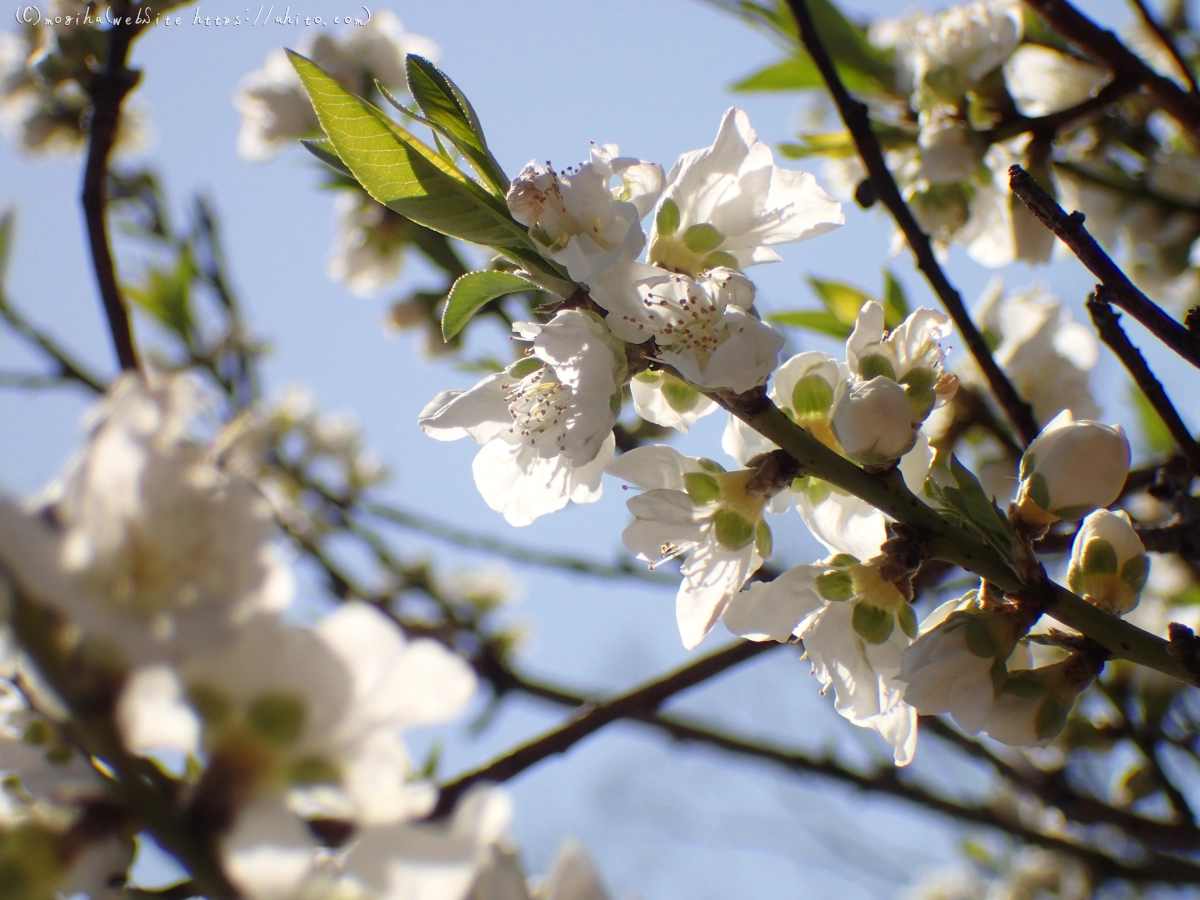 晴れの日のハナモモ - 33