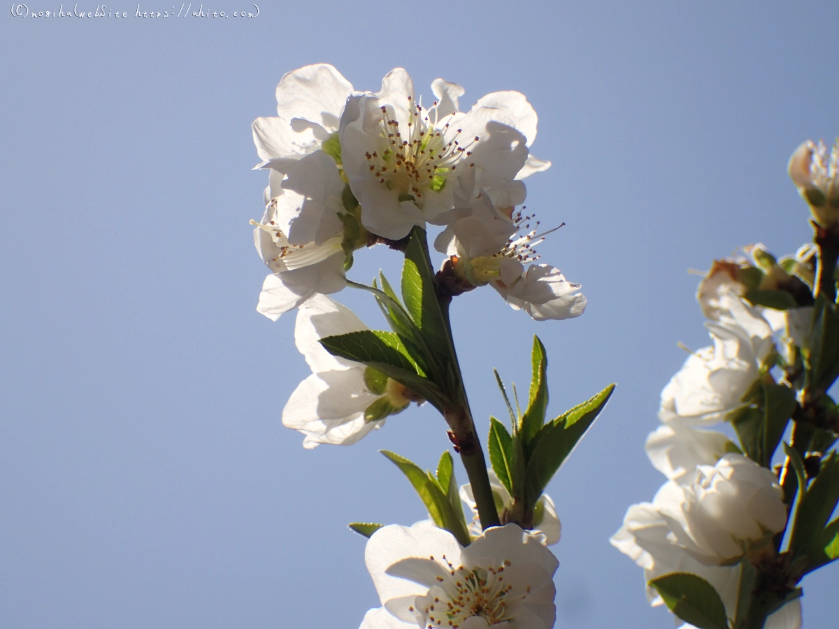 晴れの日のハナモモ - 36