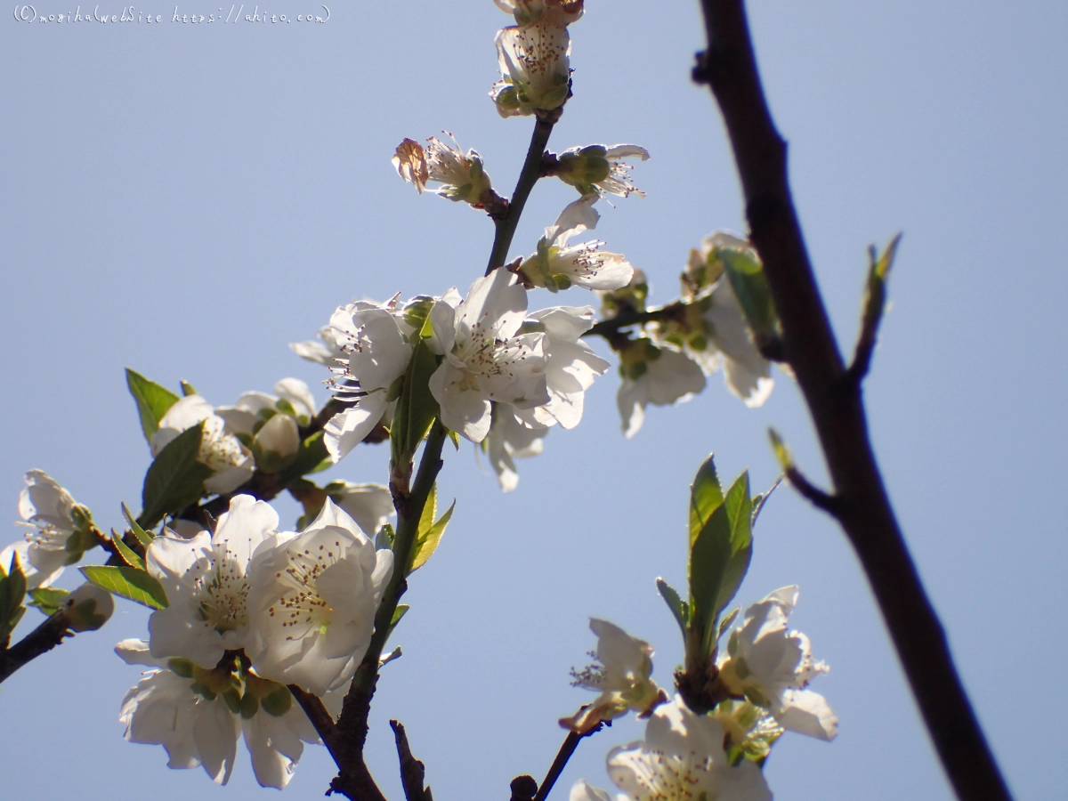 晴れの日のハナモモ - 37