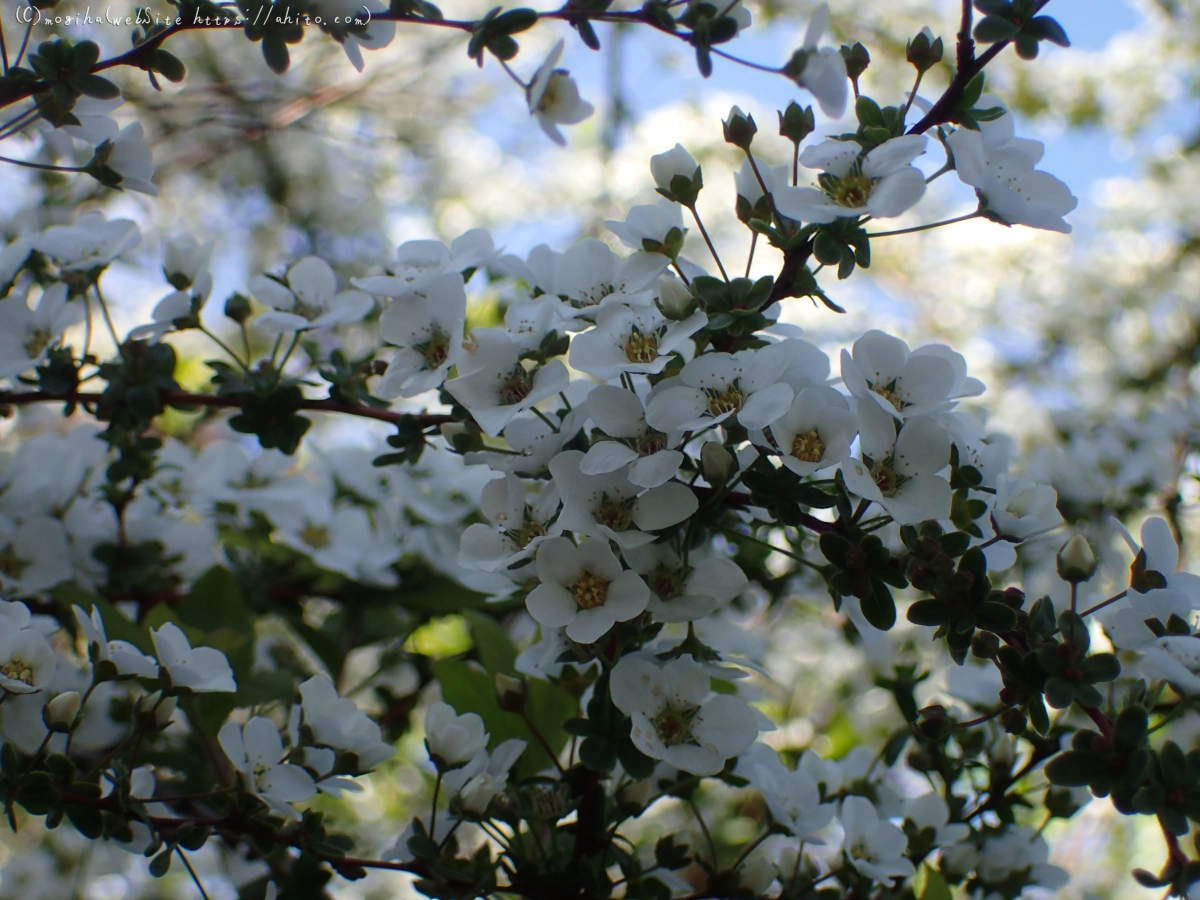 白い小さな花 - 03