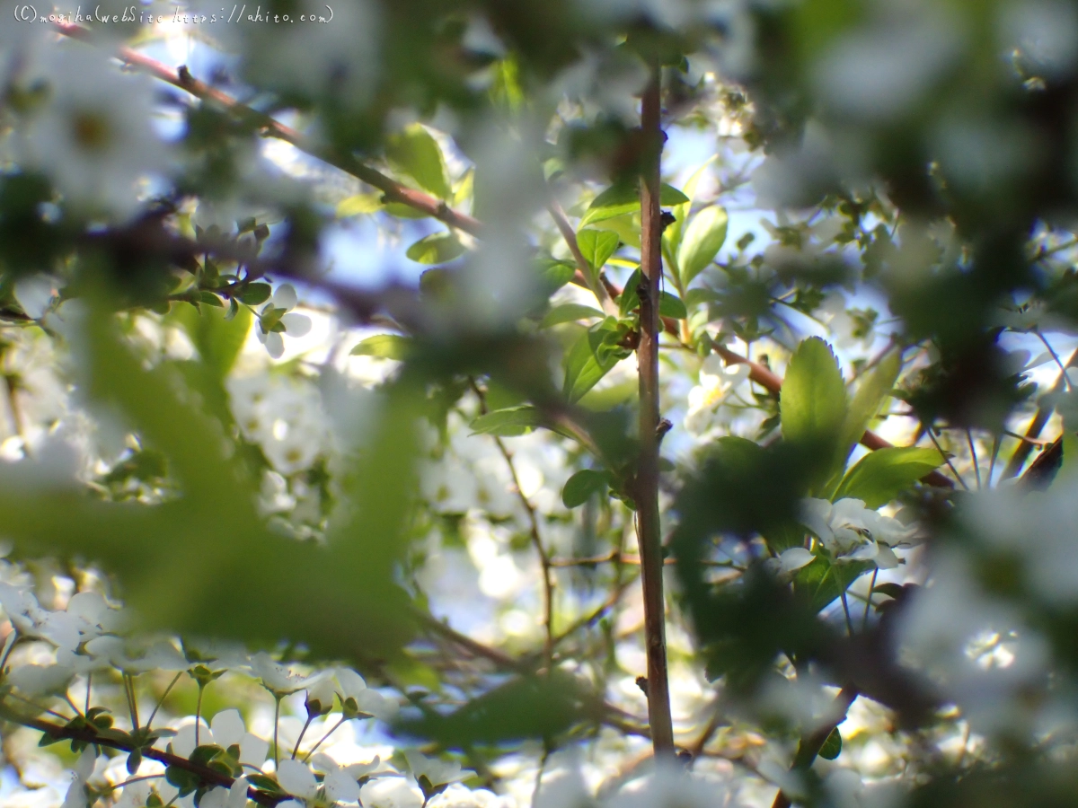 白い小さな花 - 04