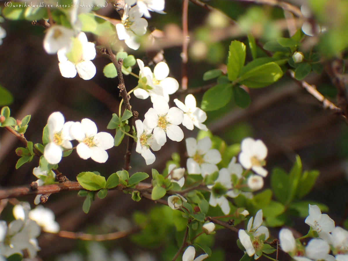 白い小さな花 - 13
