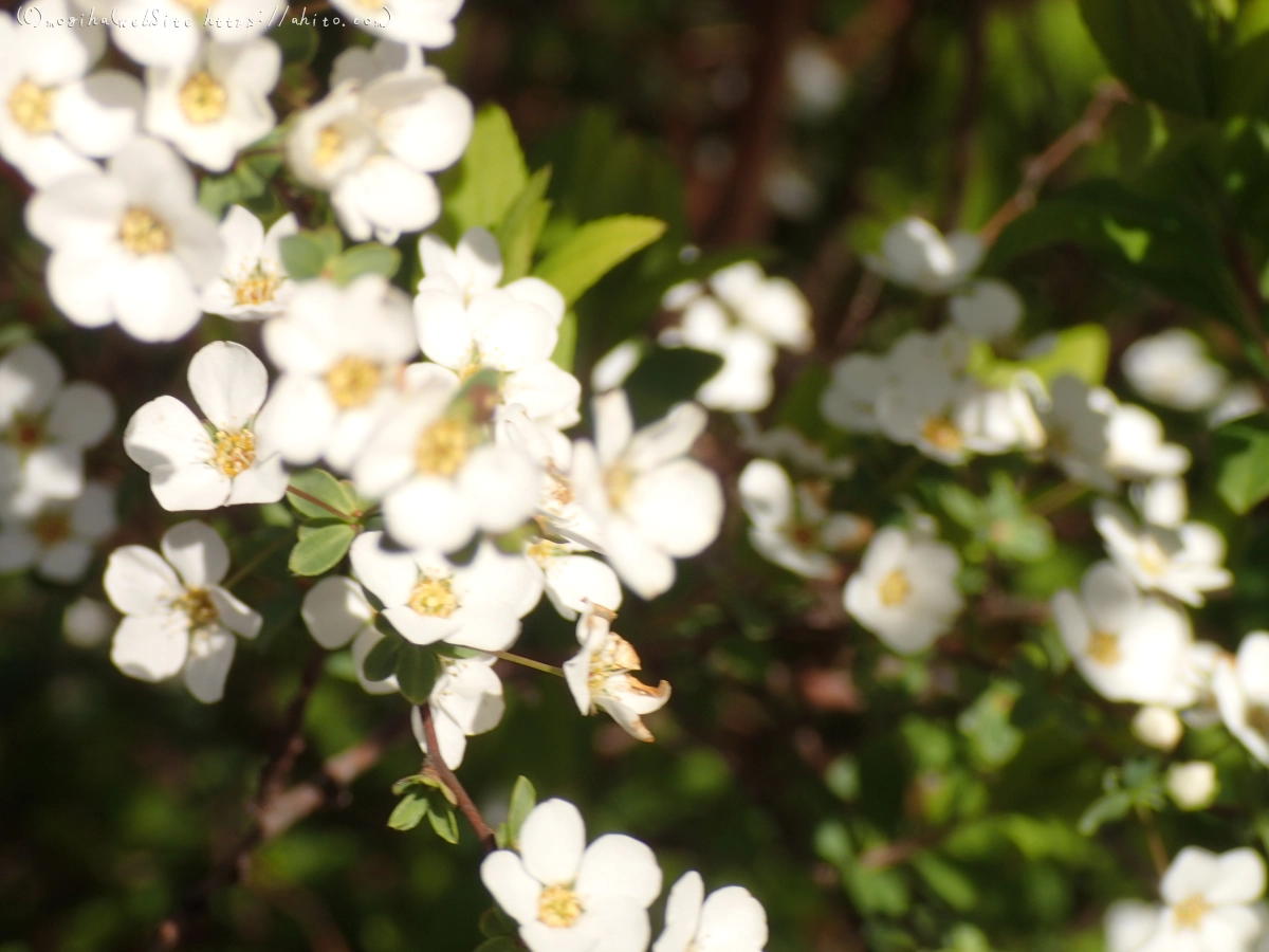 白い小さな花 - 21