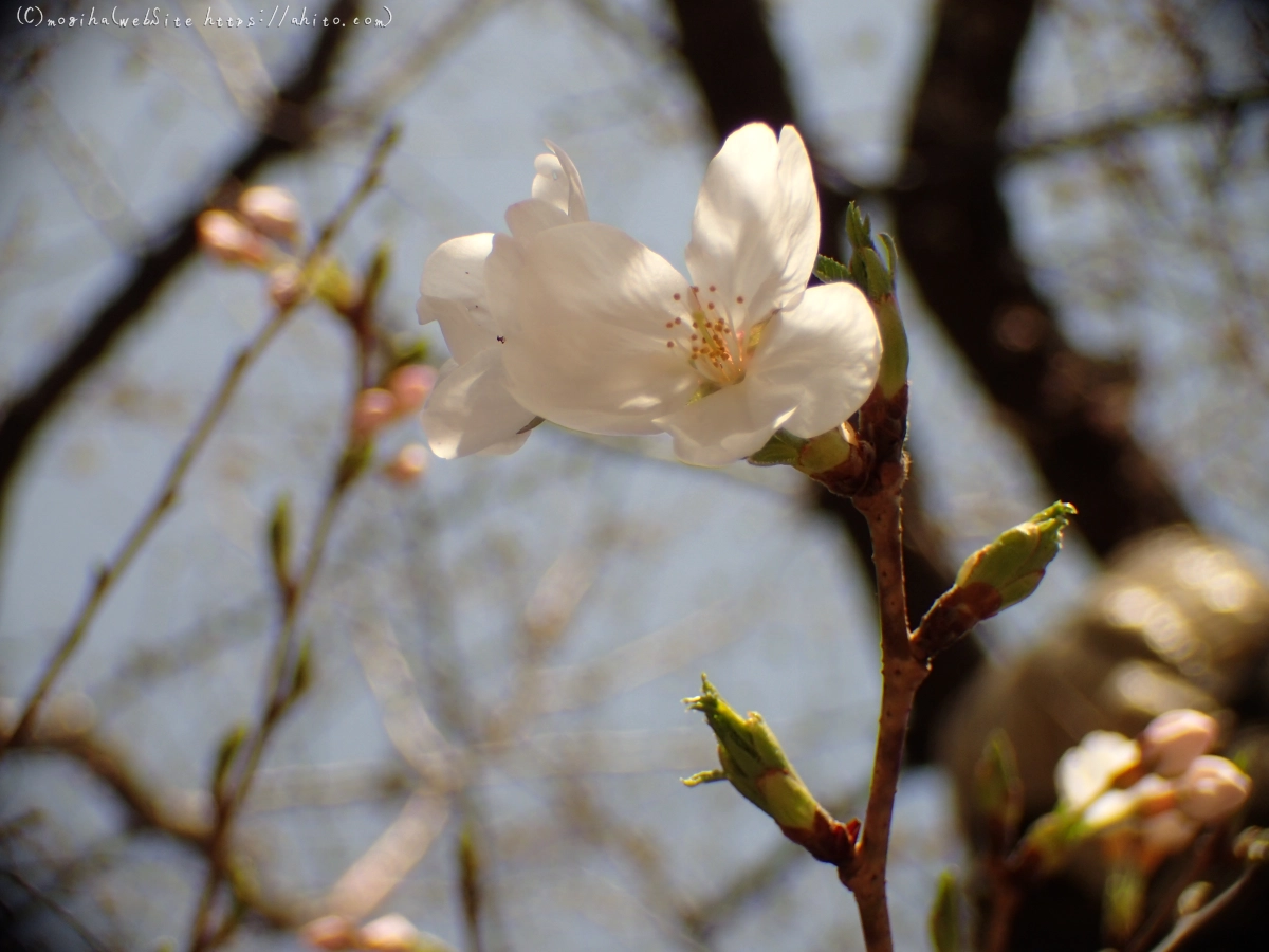 さくら、咲きはじめ - 03
