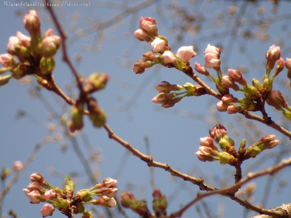 さくら、咲きはじめ - 07