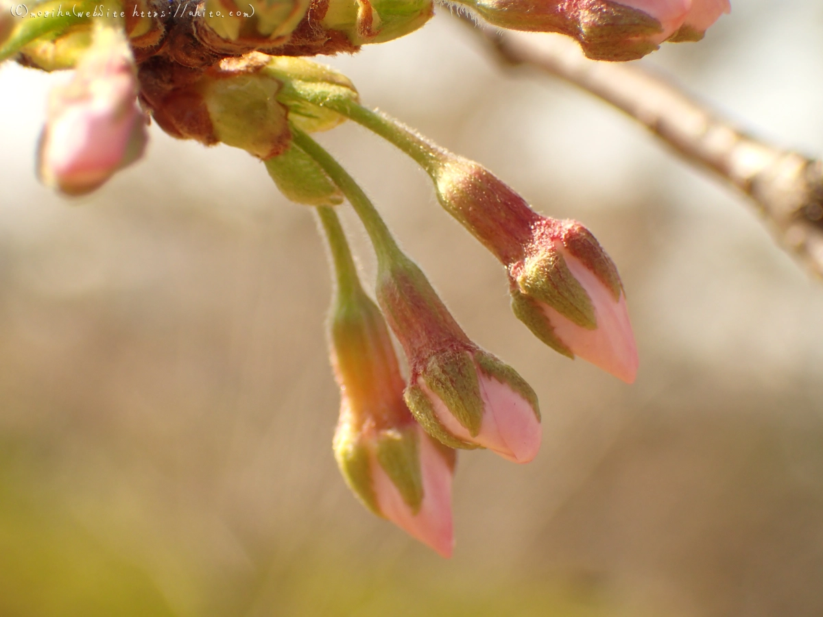 さくらの芽吹き - 04