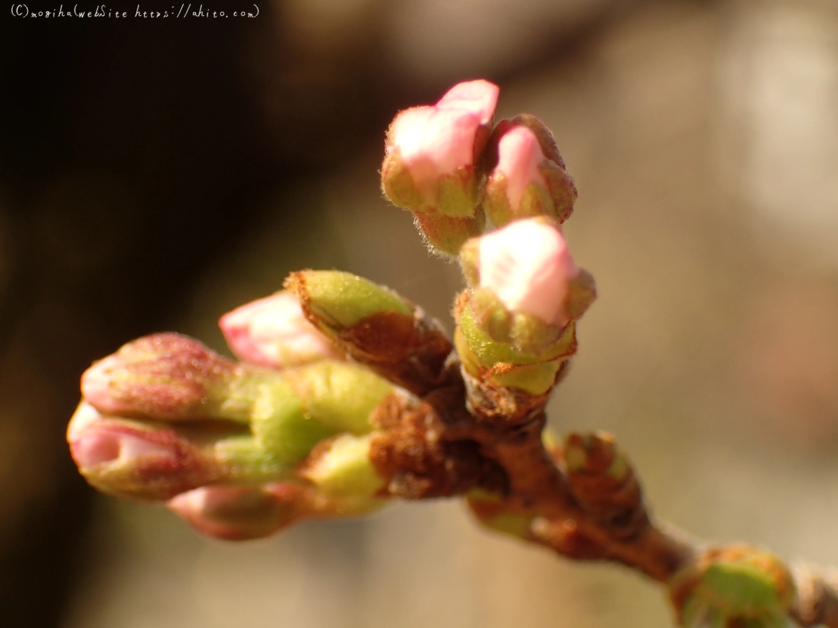 さくらの芽吹き - 05
