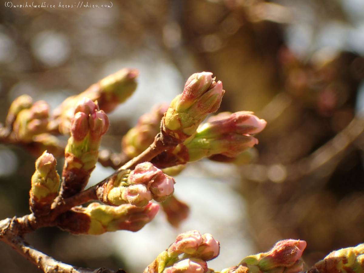 さくらの芽吹き - 08