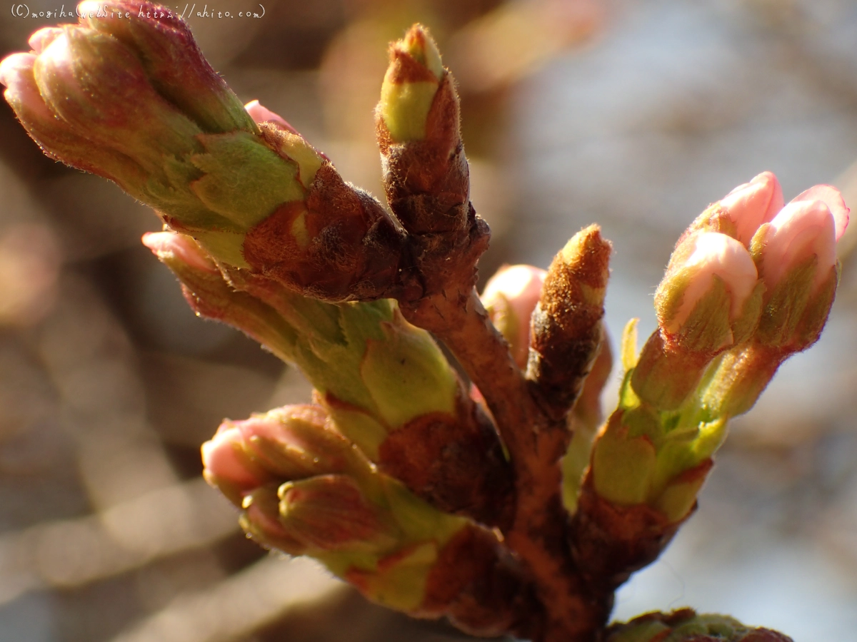 さくらの芽吹き - 09