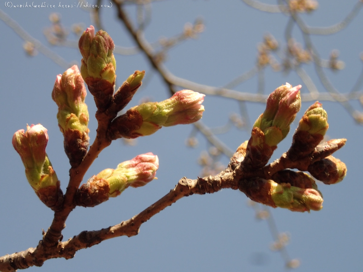 さくらの芽吹き - 12