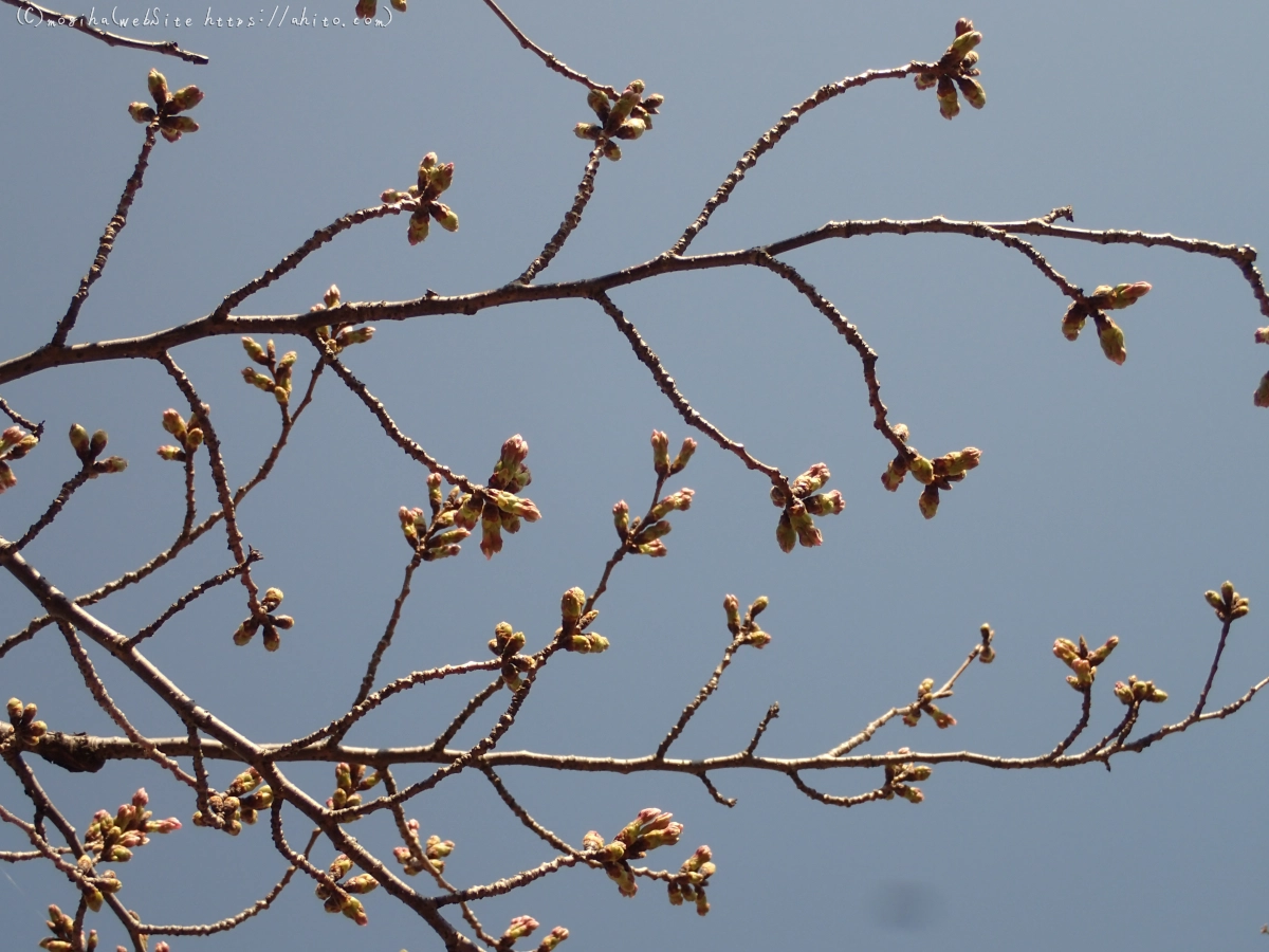 さくらの芽吹き - 13