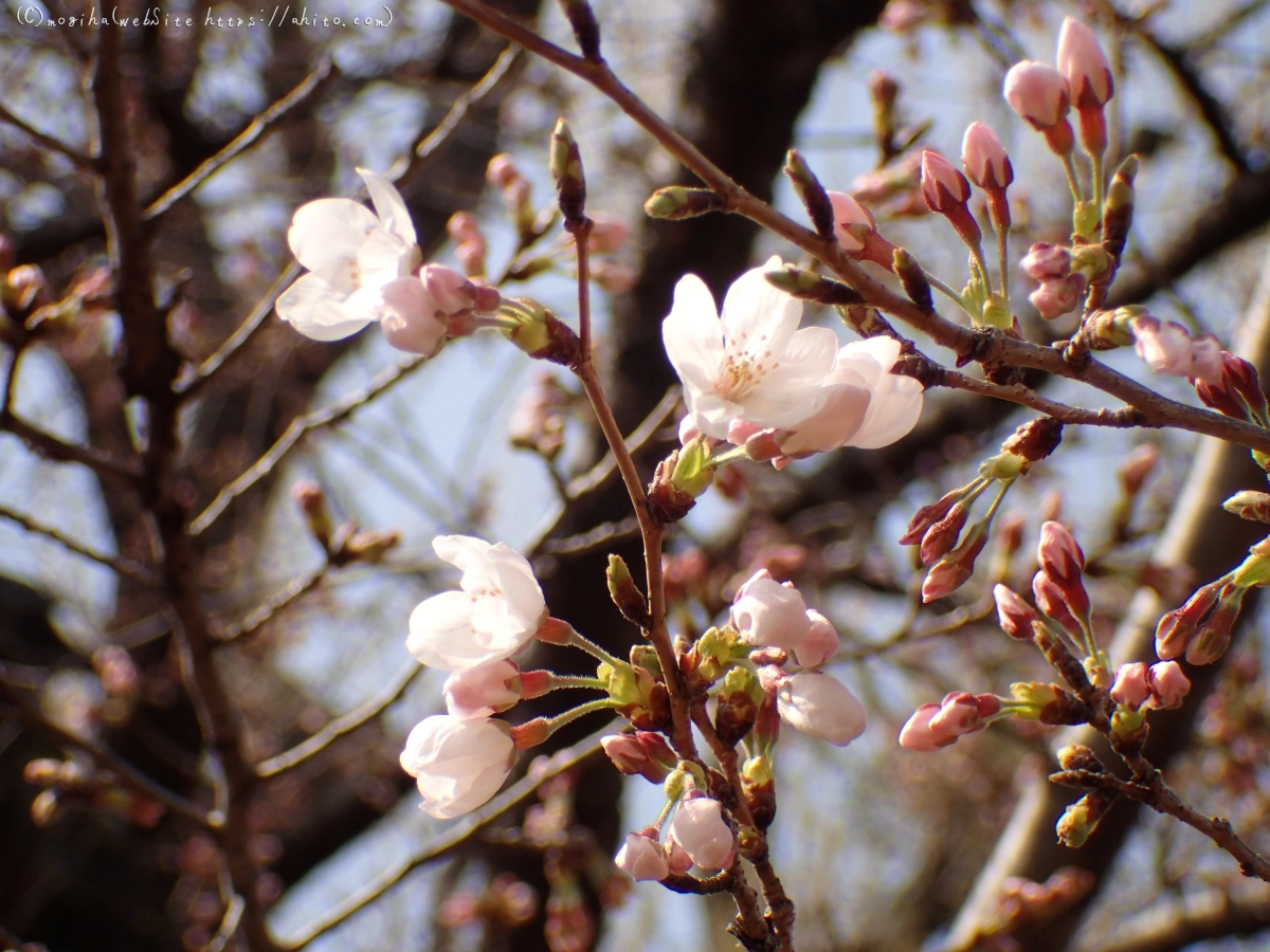 さくら、少しずつ - 07