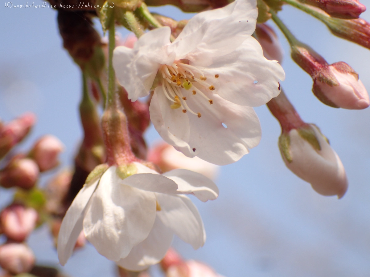 さくら、少しずつ - 11