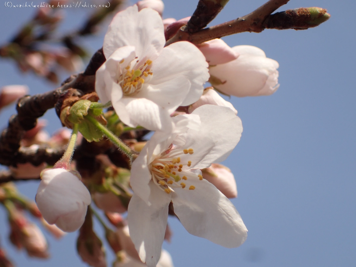さくら、少しずつ - 14