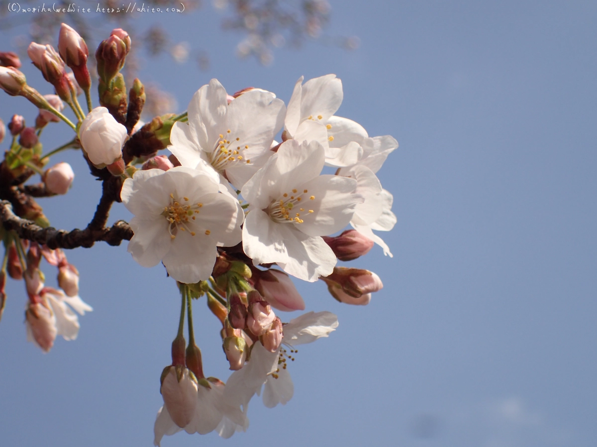 さくら、少しずつ - 16