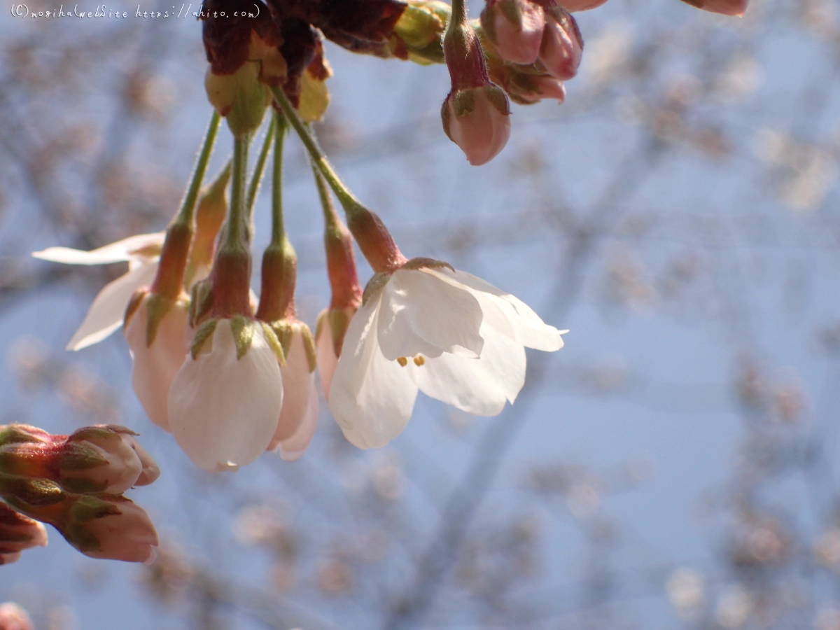 さくら、少しずつ - 17