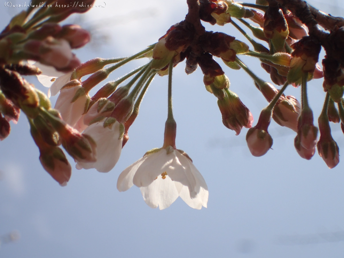 さくら、少しずつ - 21