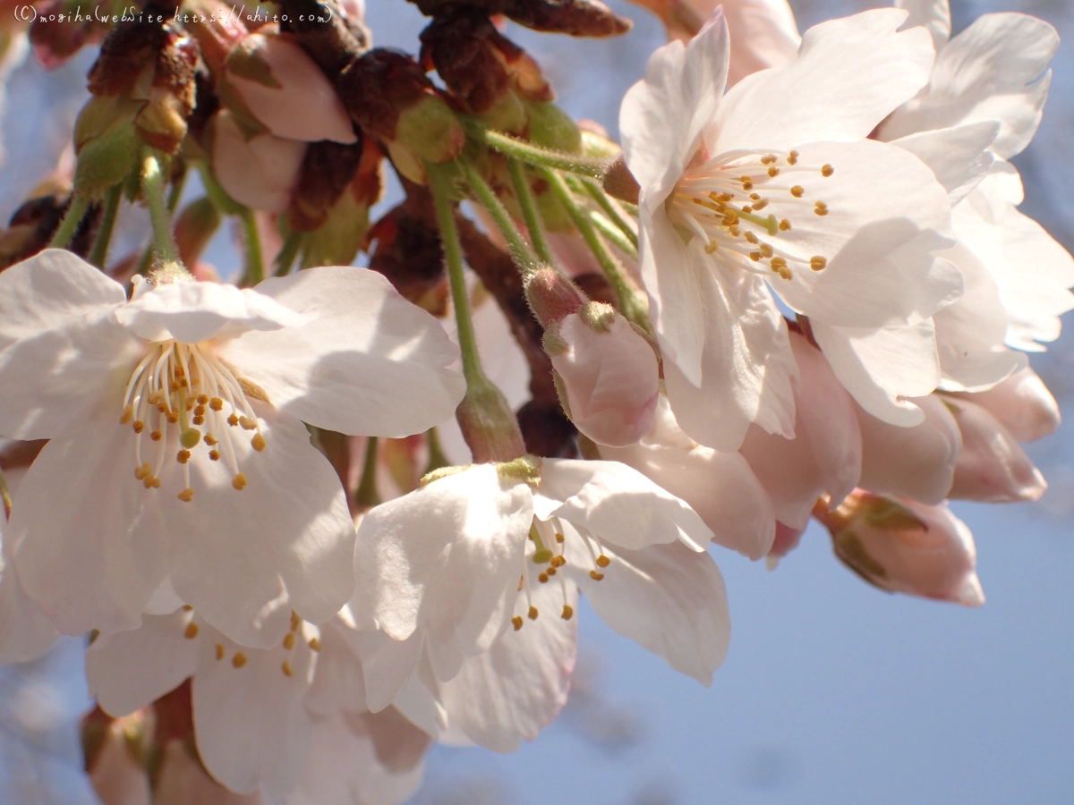 さくら、少しずつ - 24