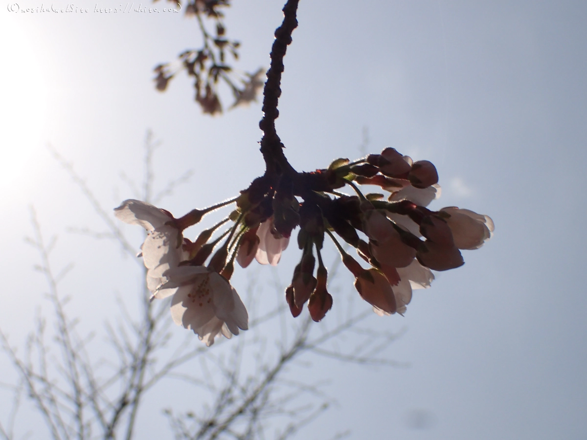 さくら、少しずつ - 27