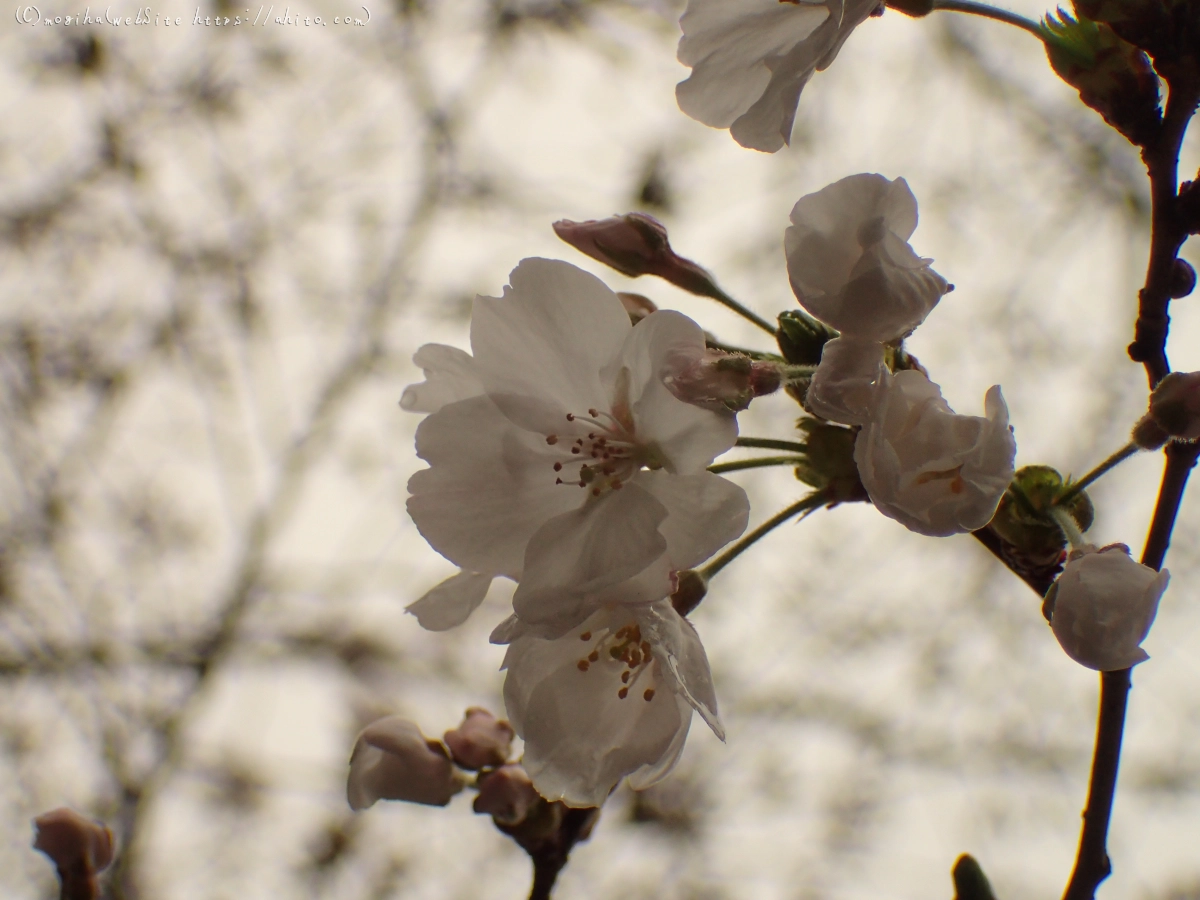 さくら、雨上がりの開花 - 01